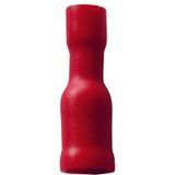Fichero: Ter ench red rojo hembra.jpg