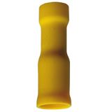 Fichero: Ter ench red amarillo hembra.jpg
