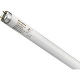 36W/125 120cm T8 0000533