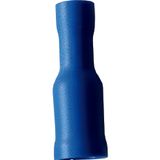 Fichero: Ter ench red azul hembra.jpg