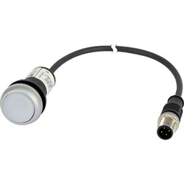 C22-DRL-W-K10-24-P1 Illuminated pushbutton actuator, classic, flat, maintained, 1 N/O, white, 24 V AC/DC, cable (black) with m12a plug, 4 pole, 0.2 m image 5