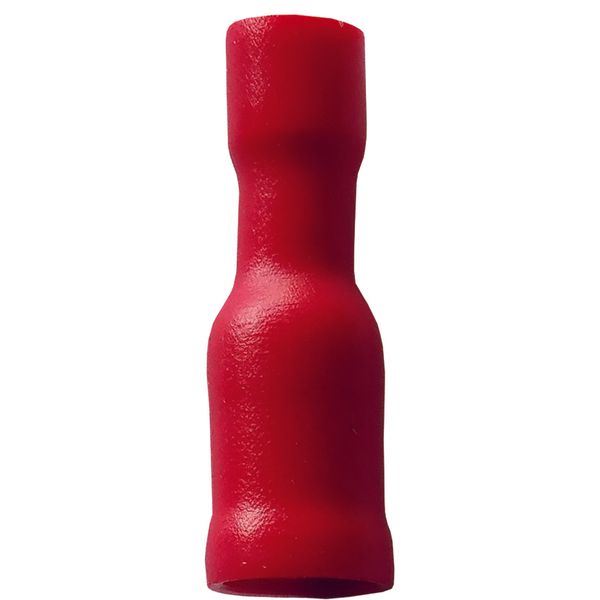 Fichero: Ter ench red rojo hembra.jpg image 1