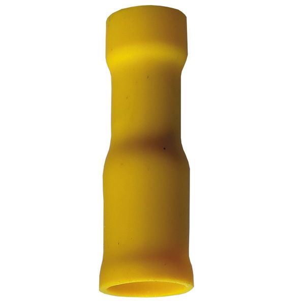 Fichero: Ter ench red amarillo hembra.jpg image 1