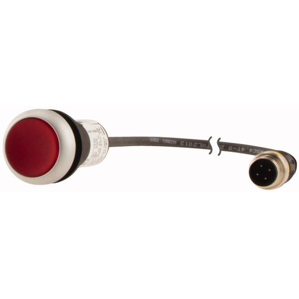 C22-DL-R-K01-24-P1 Illuminated pushbutton actuator, Flat, momentary, 1 NC, Cable (black) with M12A plug, 4 pole, 0.2 m, LED Red, red, Blank, 24 V AC/DC, Bezel: titanium image 3