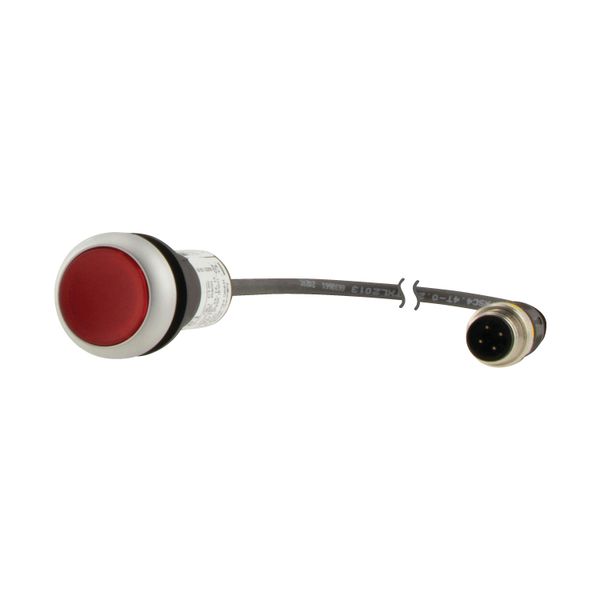 C22-DL-R-K01-24-P1 Illuminated pushbutton actuator, Flat, momentary, 1 NC, Cable (black) with M12A plug, 4 pole, 0.2 m, LED Red, red, Blank, 24 V AC/DC, Bezel: titanium image 6