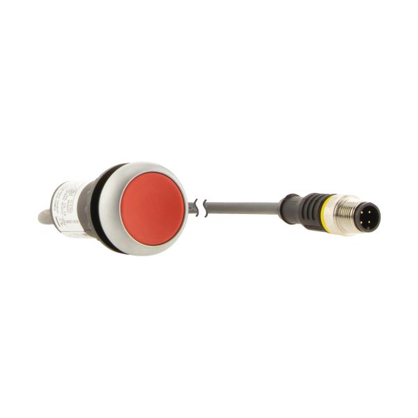 C22-D-R-K01-P1 Pushbutton, Flat, momentary, 1 NC, Cable (black) with M12A plug, 4 pole, 0.2 m, red, Blank, Bezel: titanium image 11