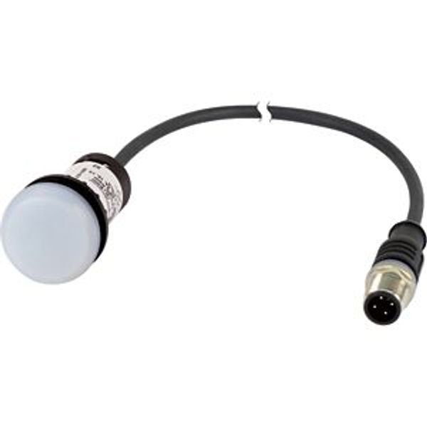 C22-L-W-24-P1 Indicator light, Flat, Cable (black) with M12A plug, 4 pole, 0.2 m, Lens white, LED white, 24 V AC/DC image 5